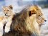 Lions - Father & Son